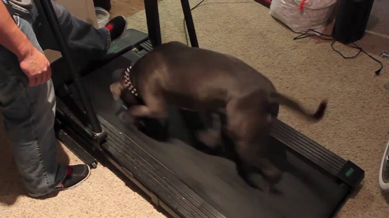 Perro en caminadora / Dog on Treadmill 4
