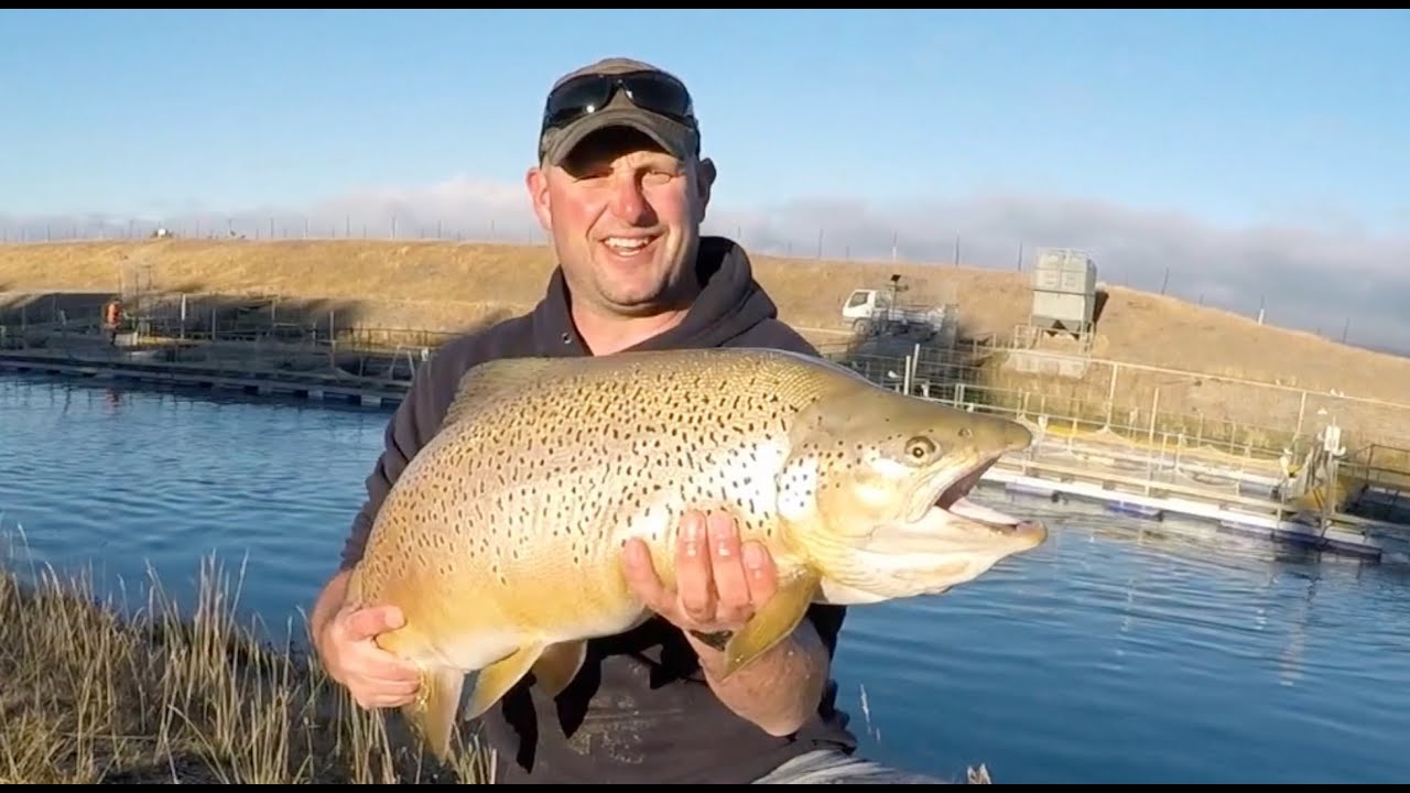 Monster Brown Trout Caught in NZ Canals! | Mackenzie Country Mayfly Madness 🐟🔥