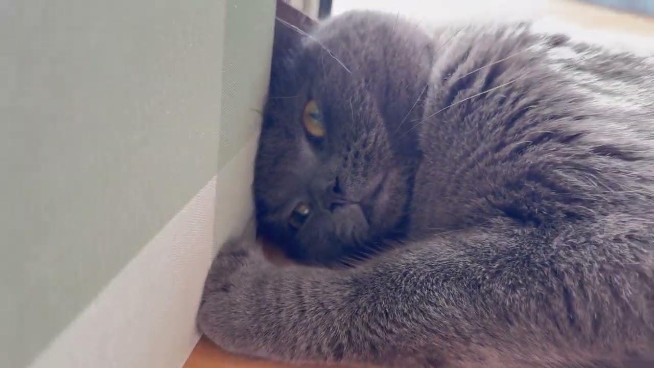 壁にめり込む猫の鼻息