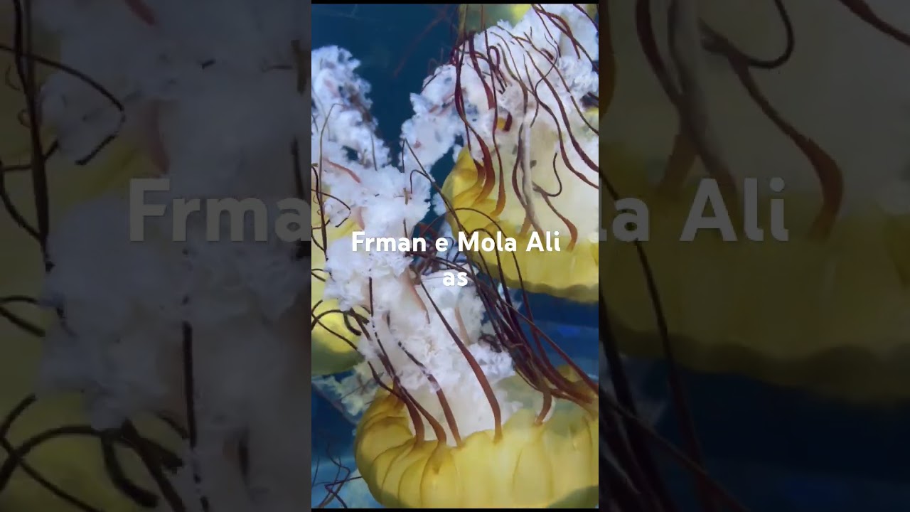 Frman#Mola#Ali#As#Frman e Mola Ali As#shortvdo #vairalvideo #trending #fyp