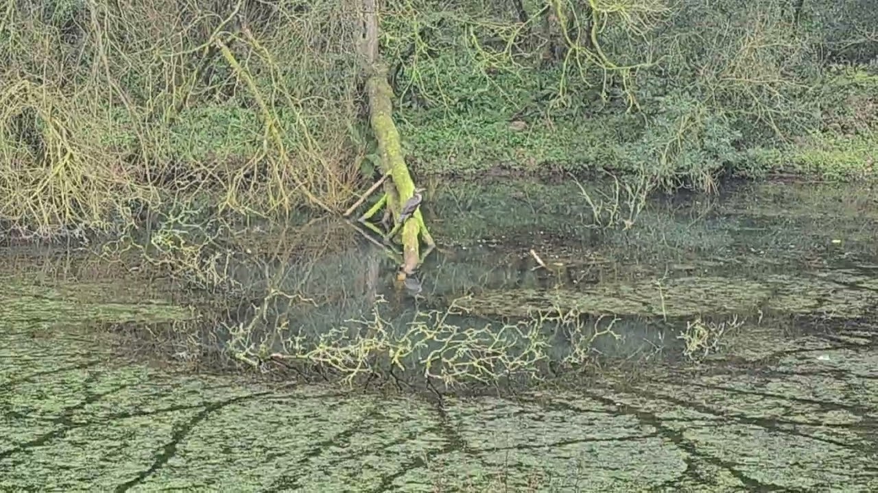 Moss valley 