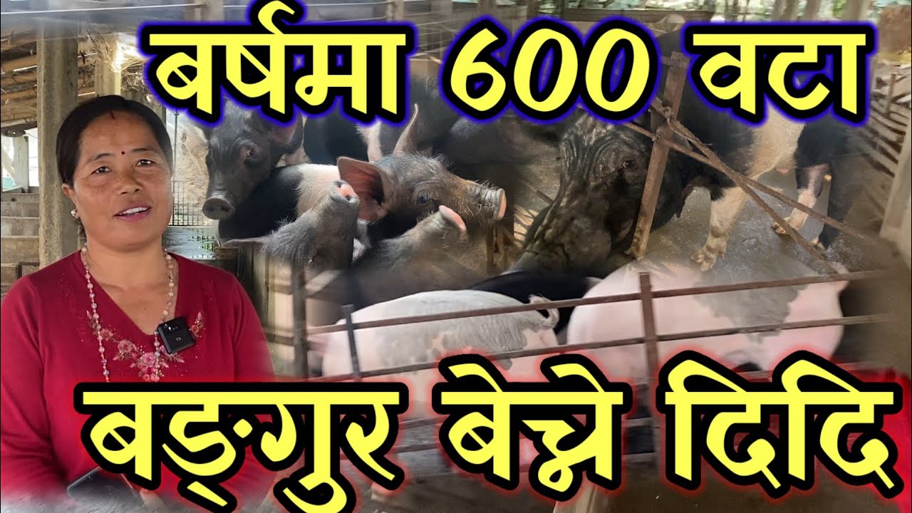 सानो ठुलो गरेर वार्षिक 600 वटा बङुर बेच्ने दिदी!!