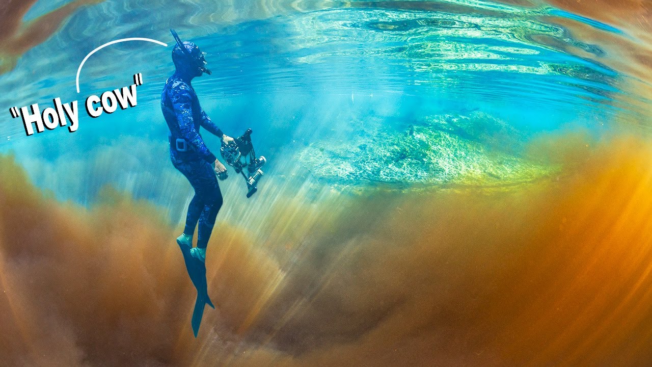 Snorkeling Where Florida Springs Meet a Tannic River
