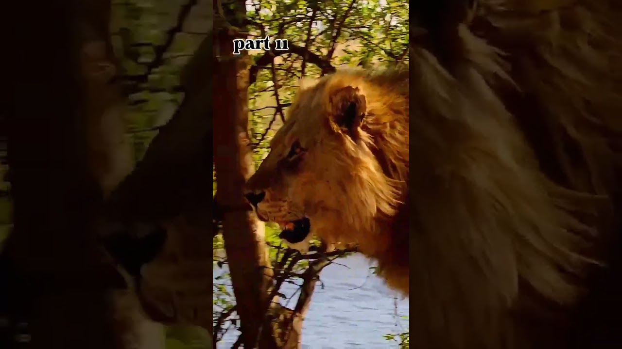 lion vs leopard#animals #wildlife #wildanimals #foryou #fyp