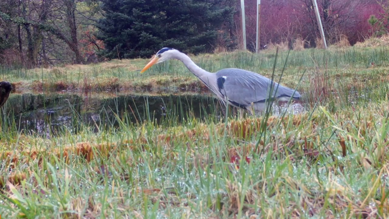 Heron feasting at the pond