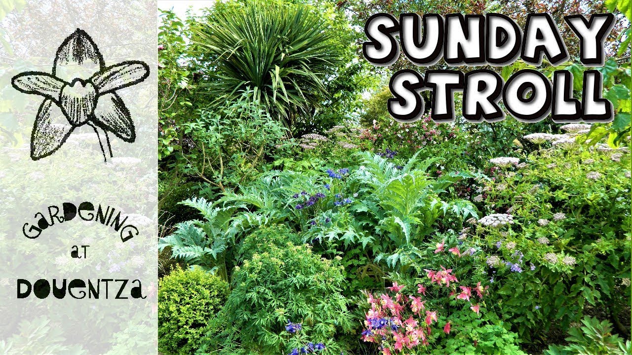 Sunday Garden Stroll - Douentza in late May & gardening chat