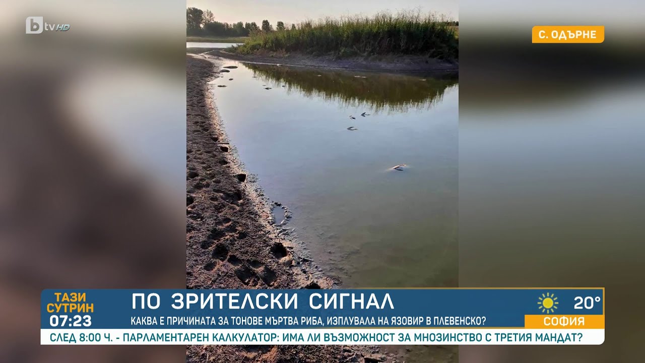 По зрителски сигнал: Каква е причината за тонове мъртва риба в Плевенско?