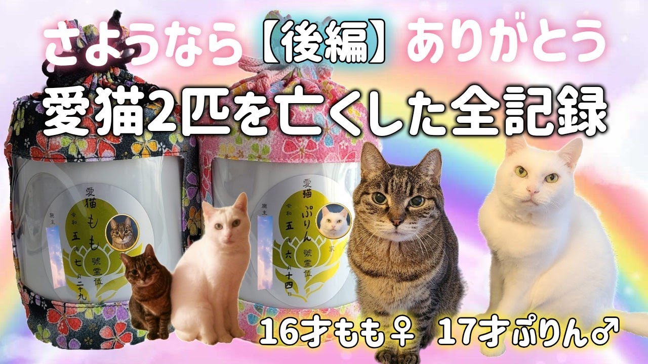 【後編】虹の橋を渡った愛猫2匹の死の全記録。老猫介護と看取り、死の瞬間、火葬まで。【慈恵院犬猫霊園】 シニア高齢猫の死の直前の行動や後追い死について。