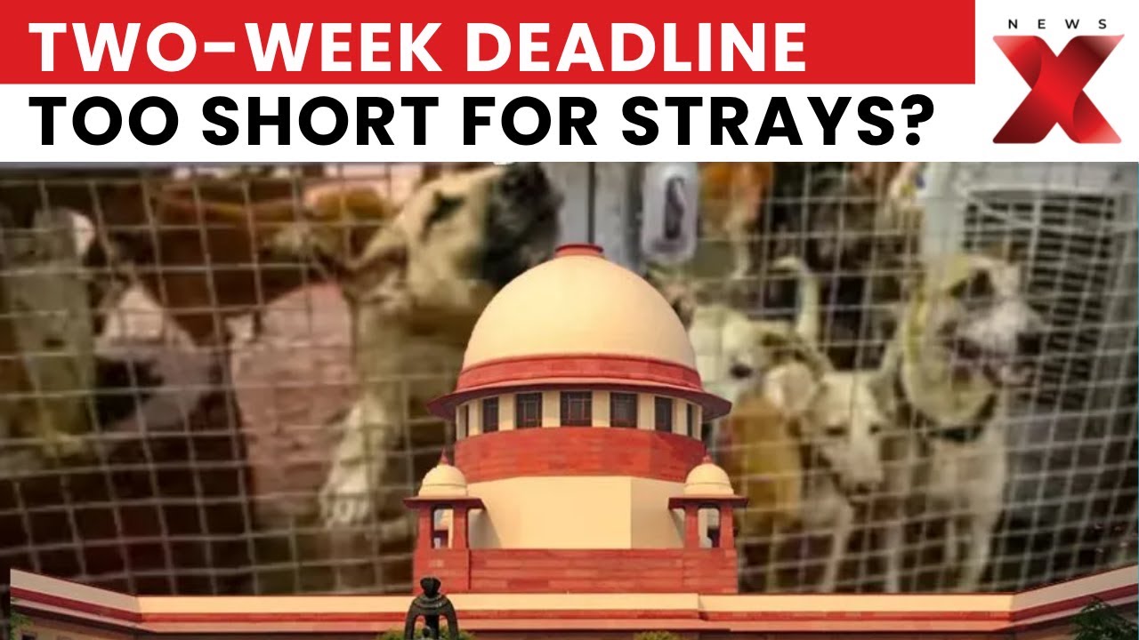 Stray Dog Verdict: Animal Rights Groups Raise Concerns Over SC Stray Dogs & Cattle Removal Order