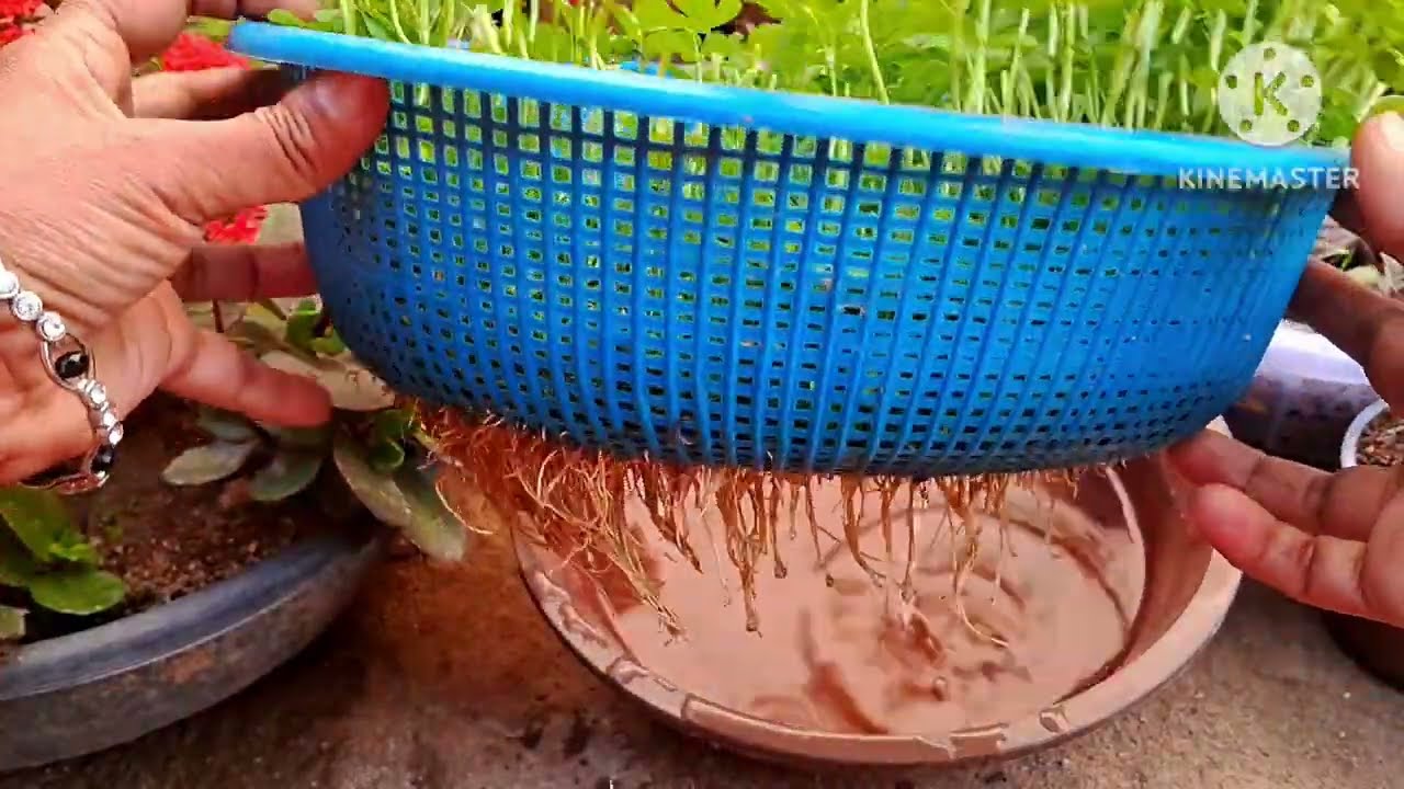 hydroponic methhi ki harvesting#youtube vlog video#garding vlog#sonivlog#