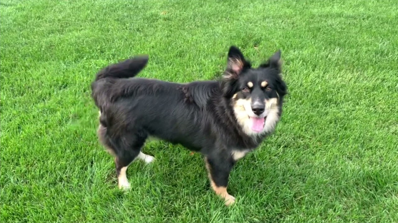 Paws & Pals: Dogs up for adoption at Jake's Rescue Ranch on Sept. 17