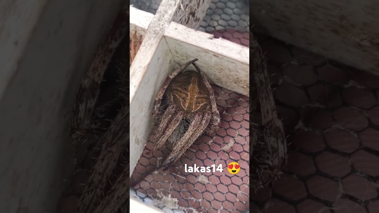 Rare samon spider 🕷️🕸️ Samon ng Isabela 🕷️