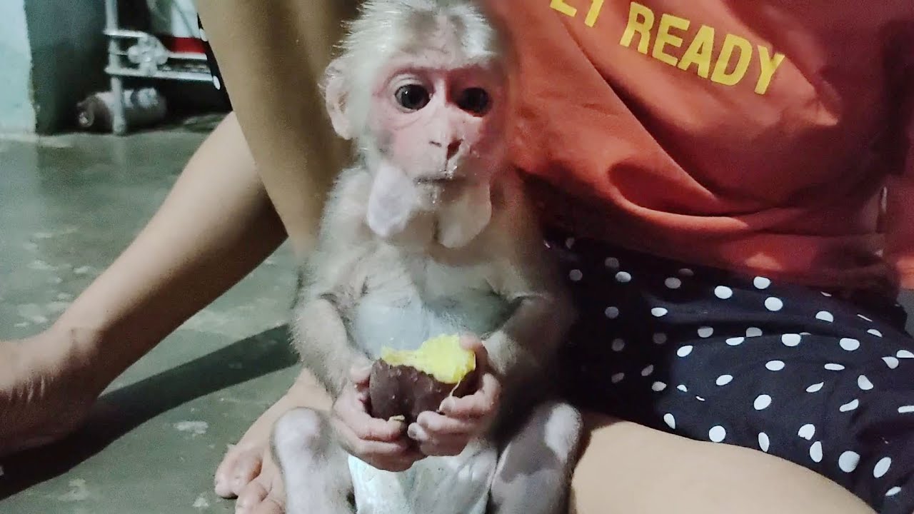 Funny Bob monkey eats boiled sweet potato with his family