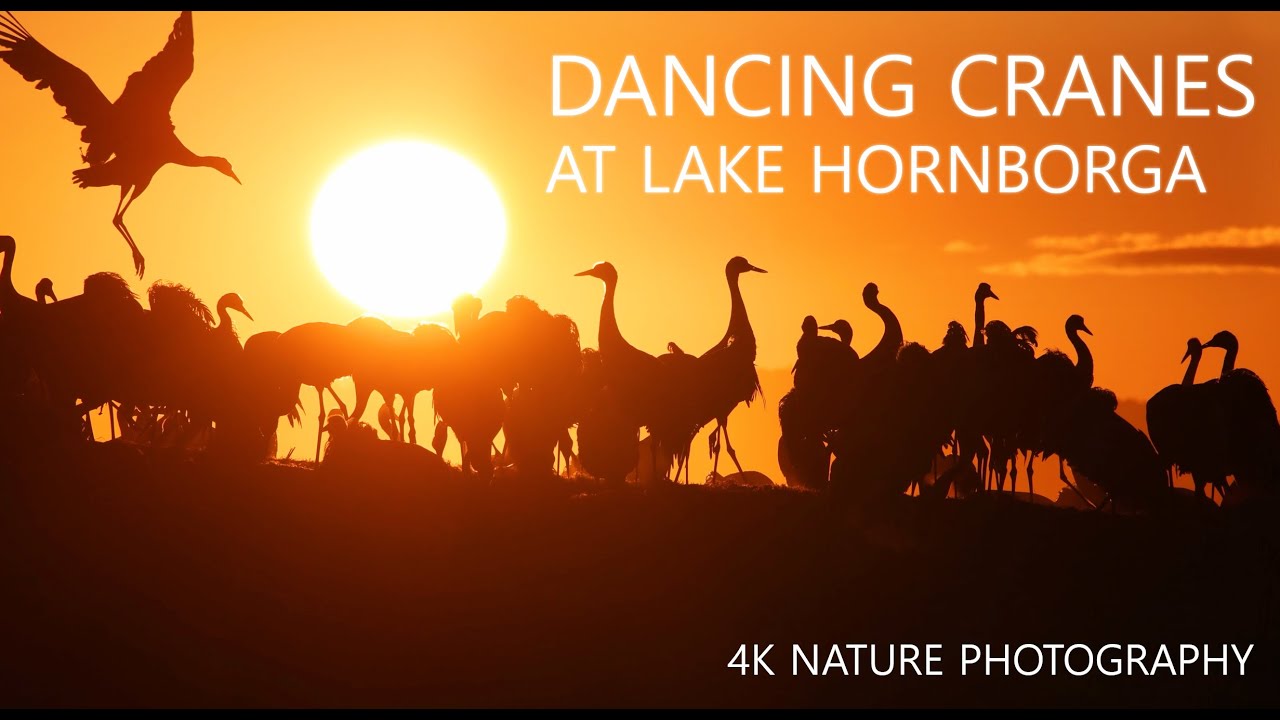 Dancing Cranes at Lake Hornborga (Trandansen Hornborgasjön) // 4K Swedish Nature Photography