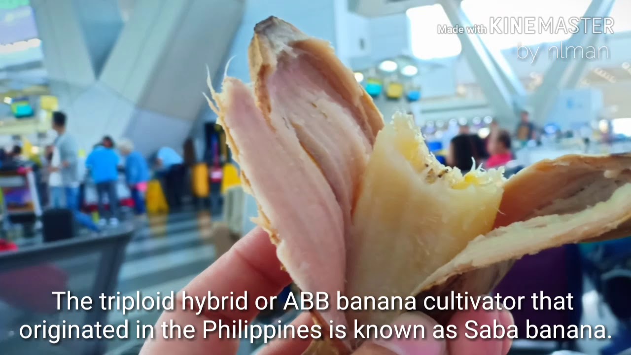 12 Surprising Health Benefits of Saba Banana : Having A Banana A Day Keeps  Virus Away :