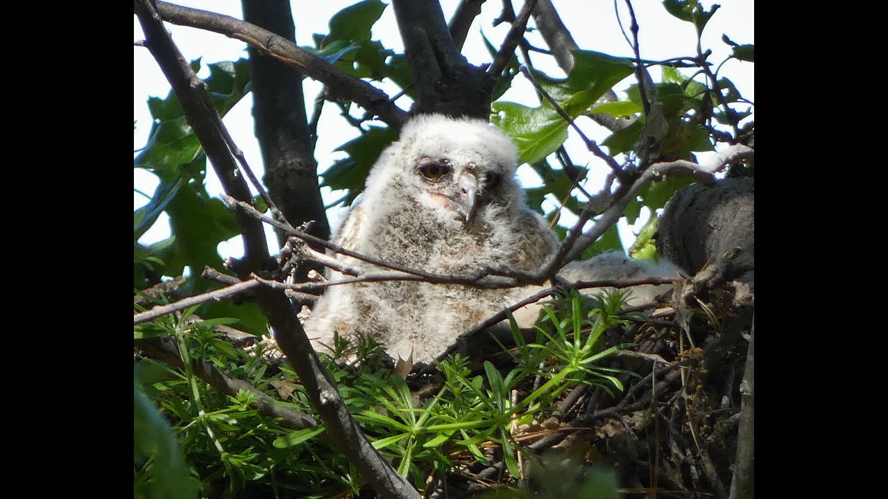 An Owlet's First Eclipse (Great Horned Owl Views Great North American Eclipse)