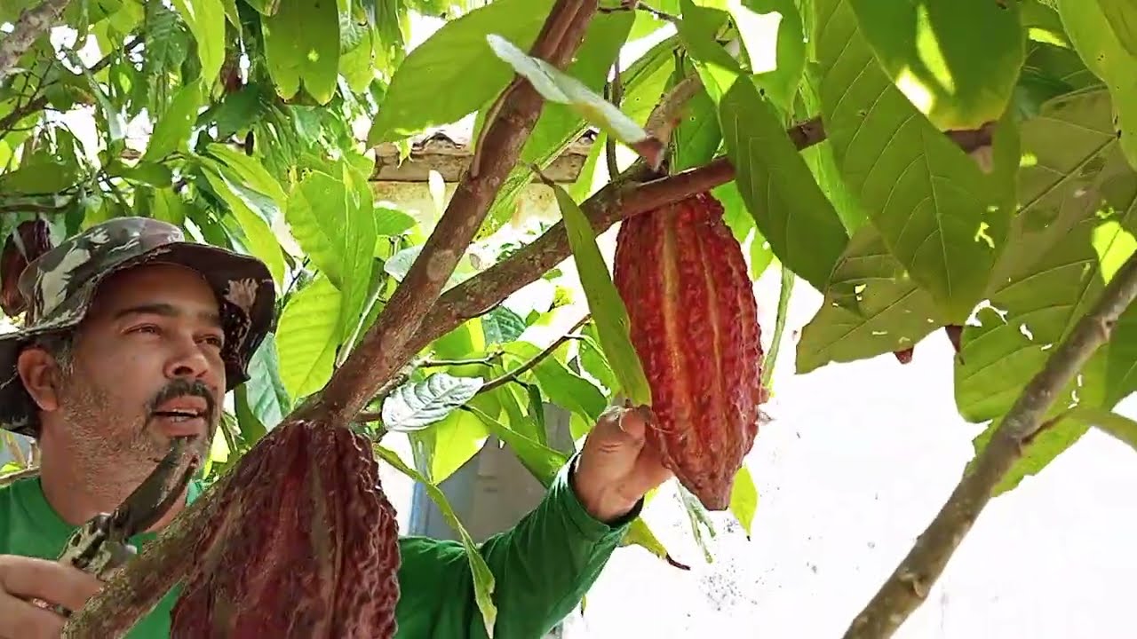 Colhendo o cacau do meu quintal