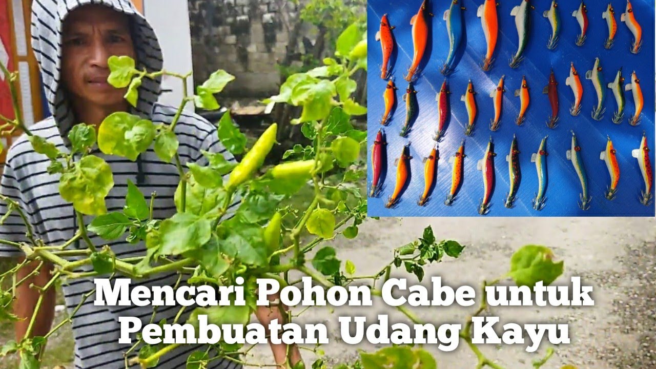 Buat Udang Kayu Dari Batang Pohon Cabe (Part 2) - UdangUdang Buton