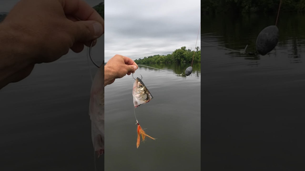 How to Rig for Trophy Catfish While Suspend Fishing