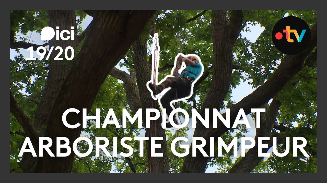Les meilleurs arboristes grimpeurs de France s'affrontent en Maine-et-Loire