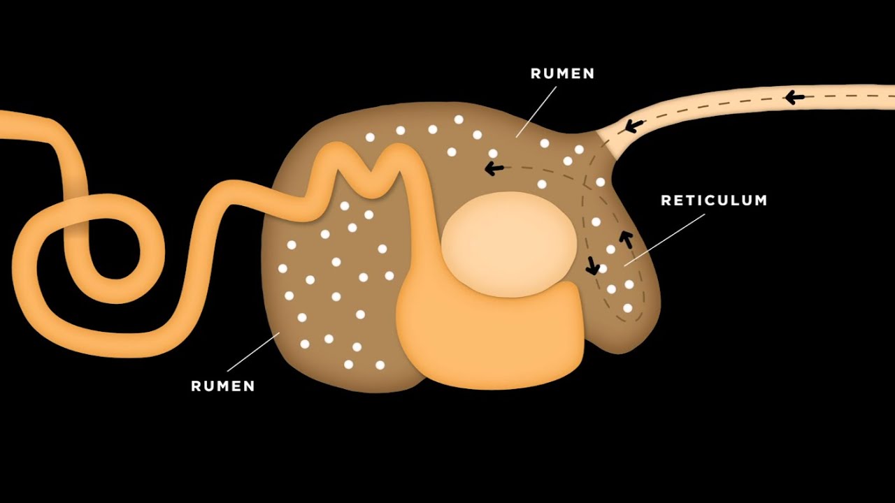 Understanding the Ruminant Digestive System in Feedlot Cattle: How Energy Is Made