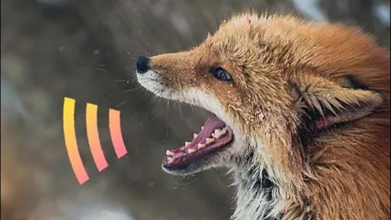 SONIDOS de ZORROS 🦊 8 Voces diferentes