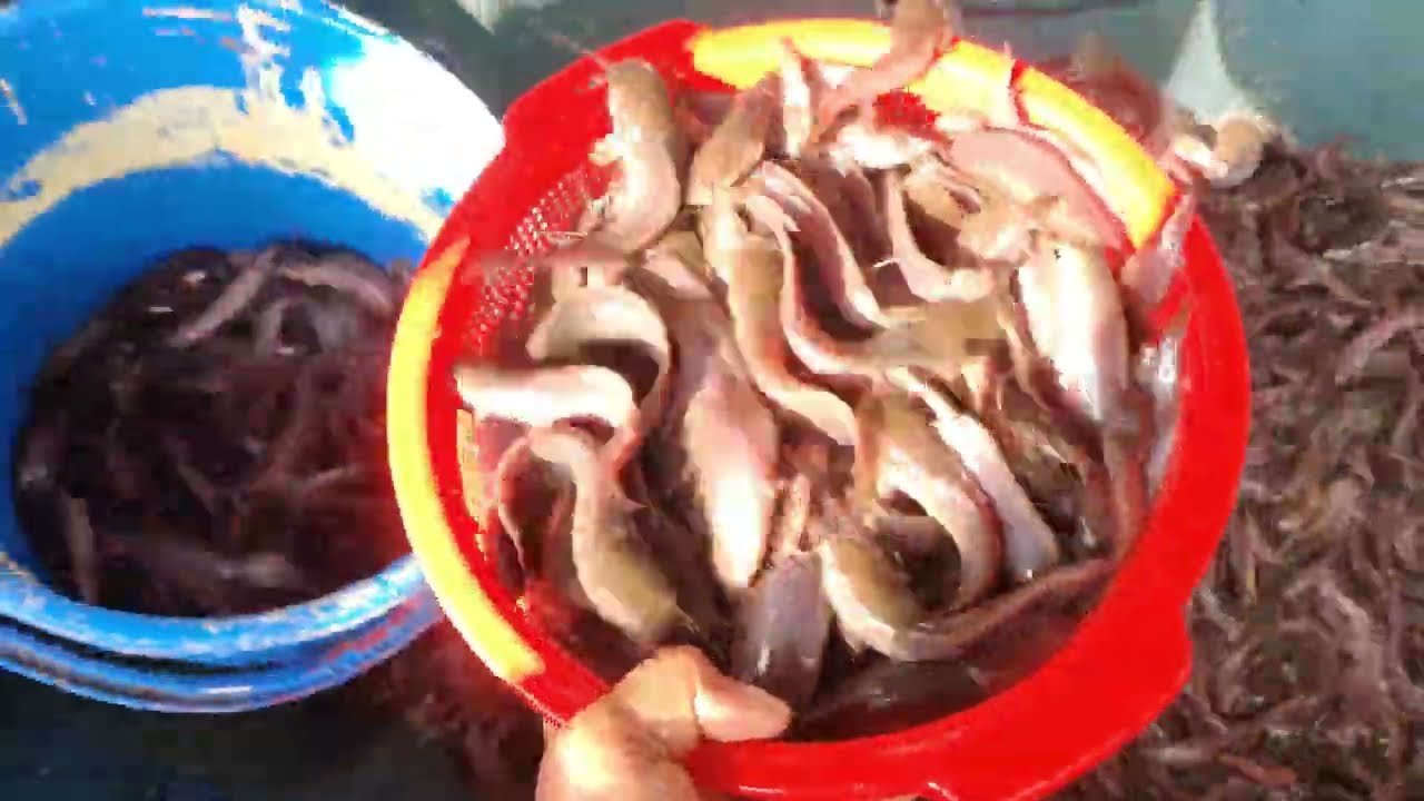 Original Deshi Magur Fish Farming In Bd | Deshi Magur
