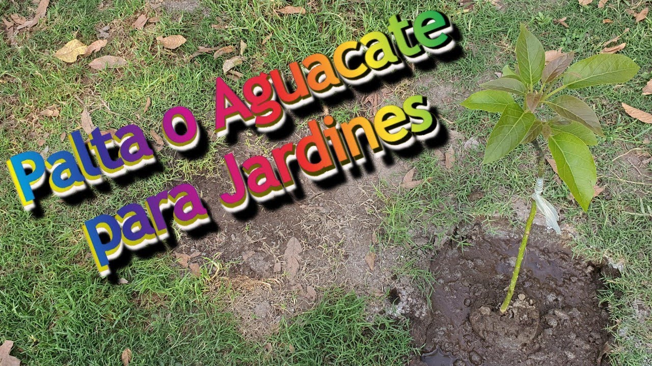 Como Sembrar Palta o Aguacate en el Jardín