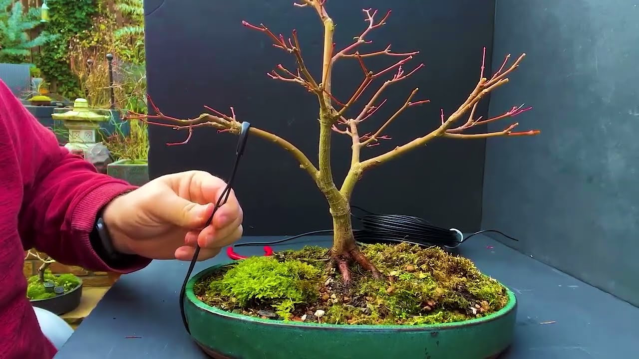 Master Winter Pruning for Beautiful Bonsai
