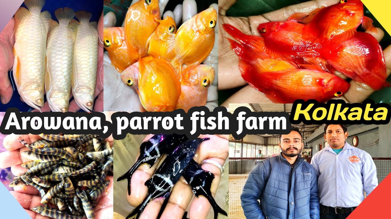 Arowana fish Farm | Parrot Fish Farm | Loach fish farm | aquarium fish farm at wholesale | Kolkata