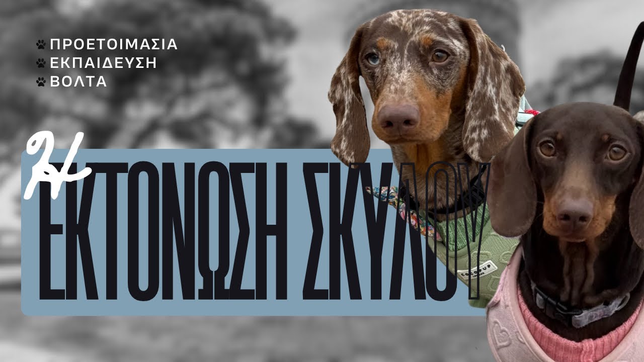Μεγάλη βόλτα με τα σκυλιά |  Προετοιμασία, εκτόνωση και βόλτα