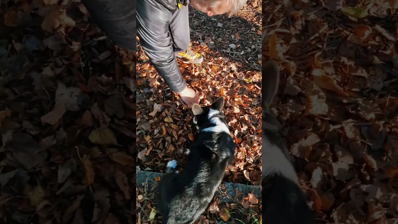 🐺najlep&scaron;ia parť&aacute;čka na #vylet 👍sleduj Kiki na instagrame #Piestany  #park #tipnavylet #corgi