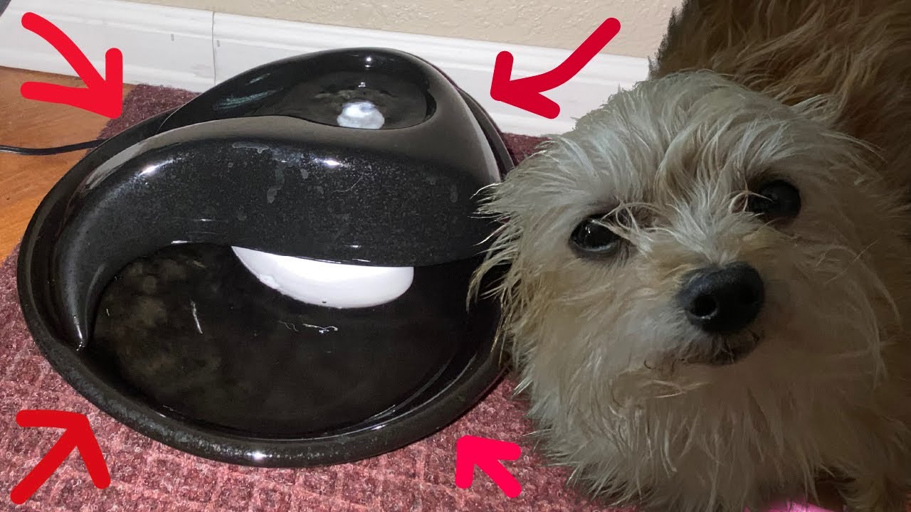 Pioneer Pet Teardrop Ceramic Pet Drinking Fountain Unboxing