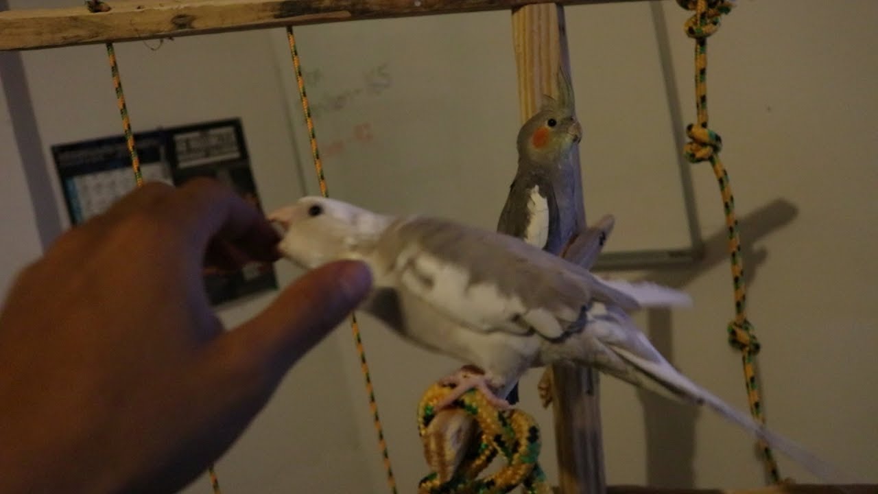 My pet cockatiel fighting.