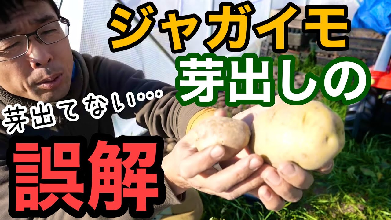 【ジャガイモの芽出し】家庭菜園なら種芋は光に当てない方が良い説《栽培/コツ/催芽/浴光育芽/間違い/誤解》