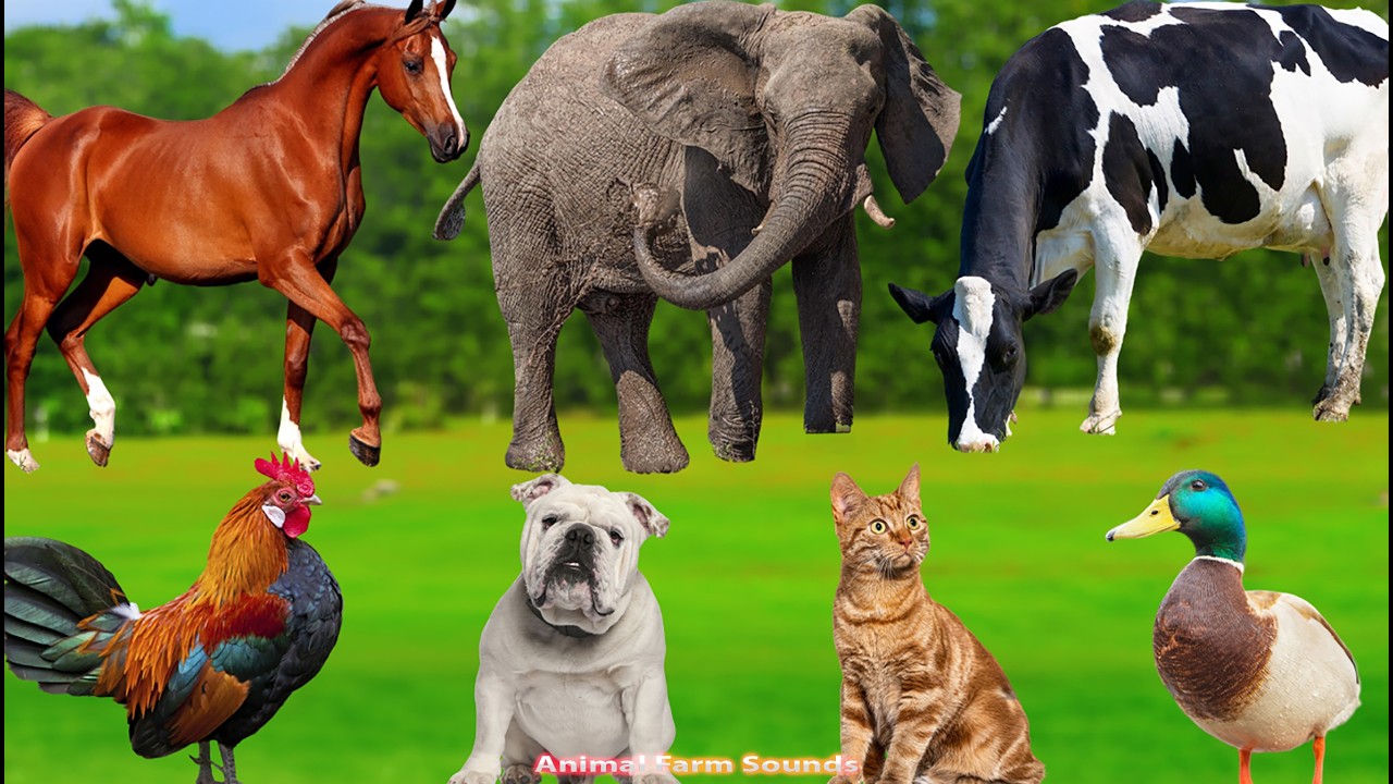 Cute Animal Compilation: Bunnies, Rabbits, Cows, Elephants, Puppies, Kittens &ndash; Animal Sounds