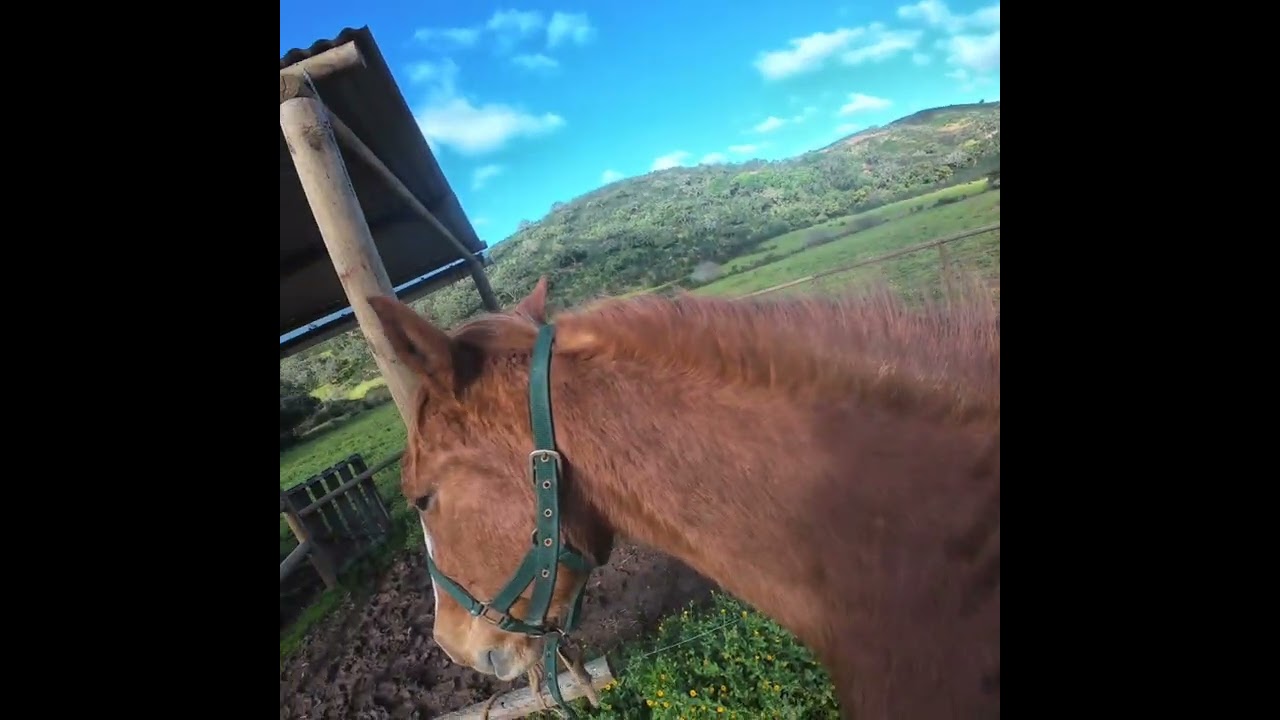My horses and; My first ride since weeks