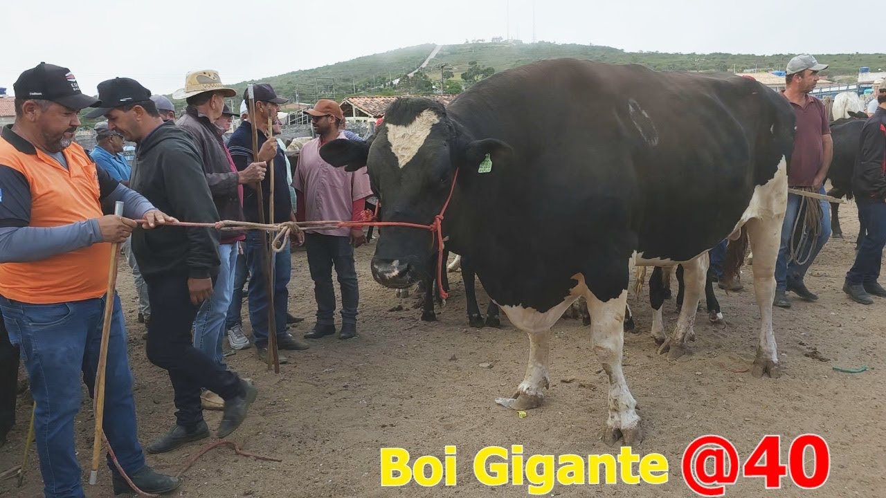 GADO BARATO É NA FEIRA EM CAPOEIRAS-PE  25-04-2025 #nordeste