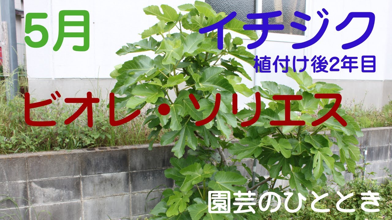 イチジクの栽培　 「 ビオレ・ソリエス」