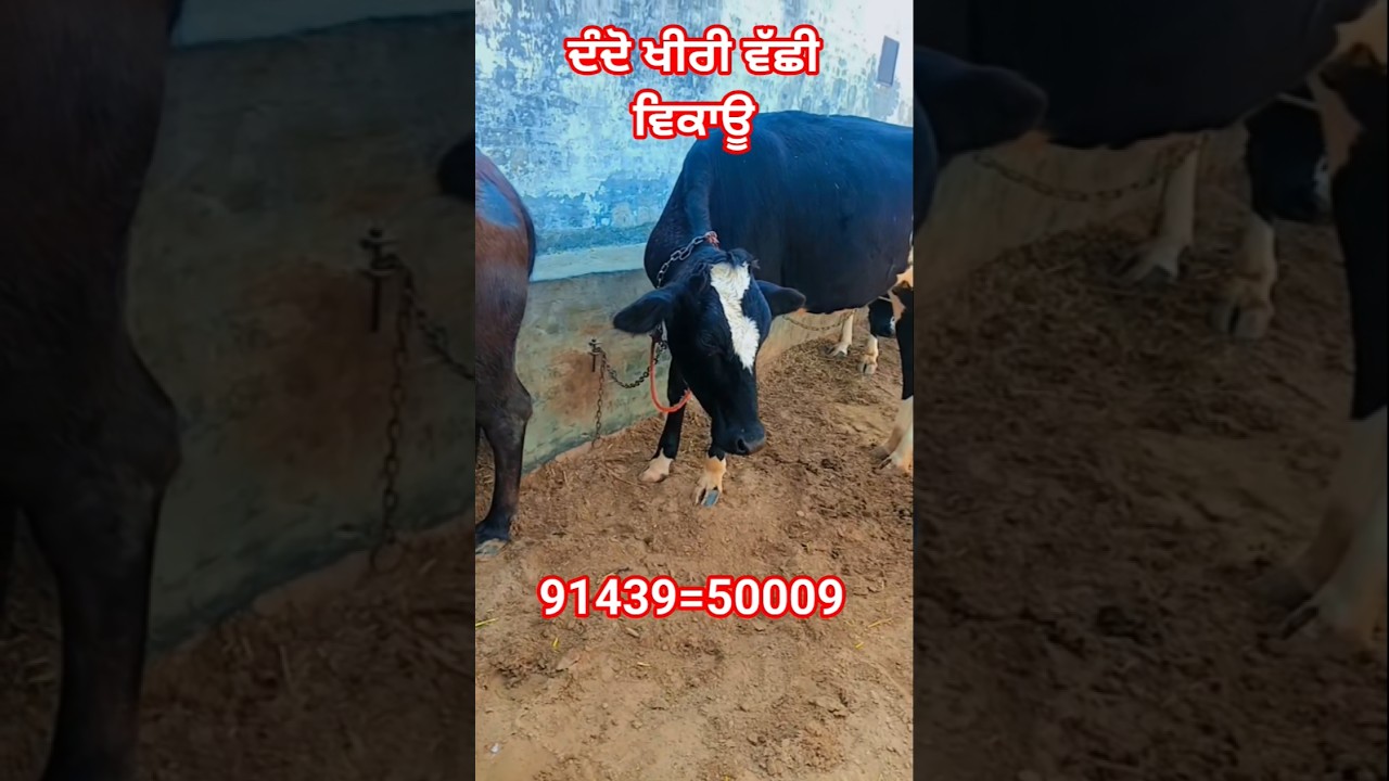 👉 ਘਰੇਲੂ ♥️ ਫੁੱਲ ਬਰੀਡ 👌 ਇੱਕ ਵੱਛੀ ਵਿਕਾਊ 👌