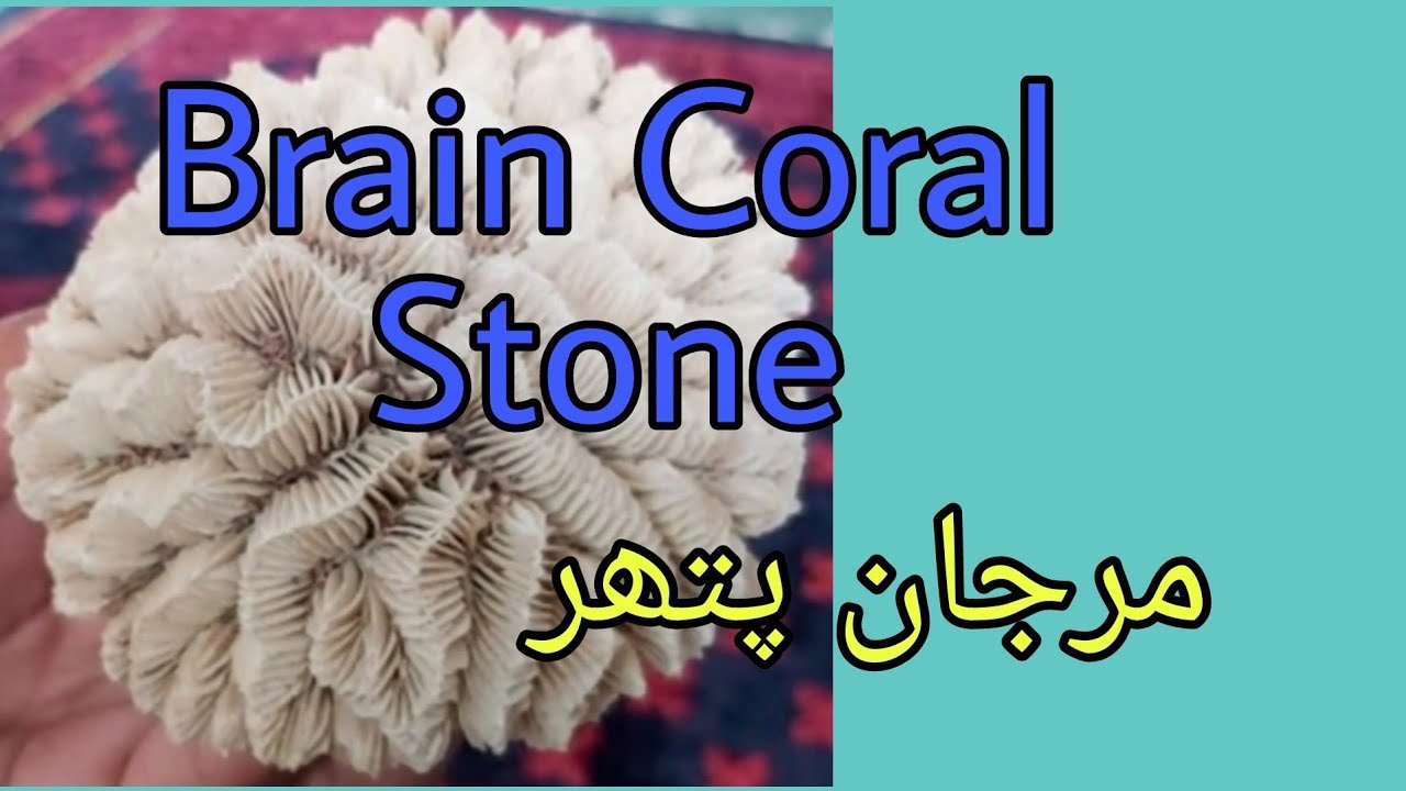 Brain Coral stone |  Natural Brian Coral Stone