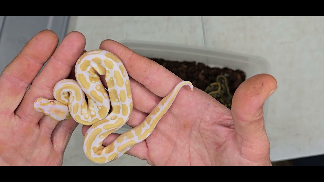 Ball Python Clutch 2025-22 Update 