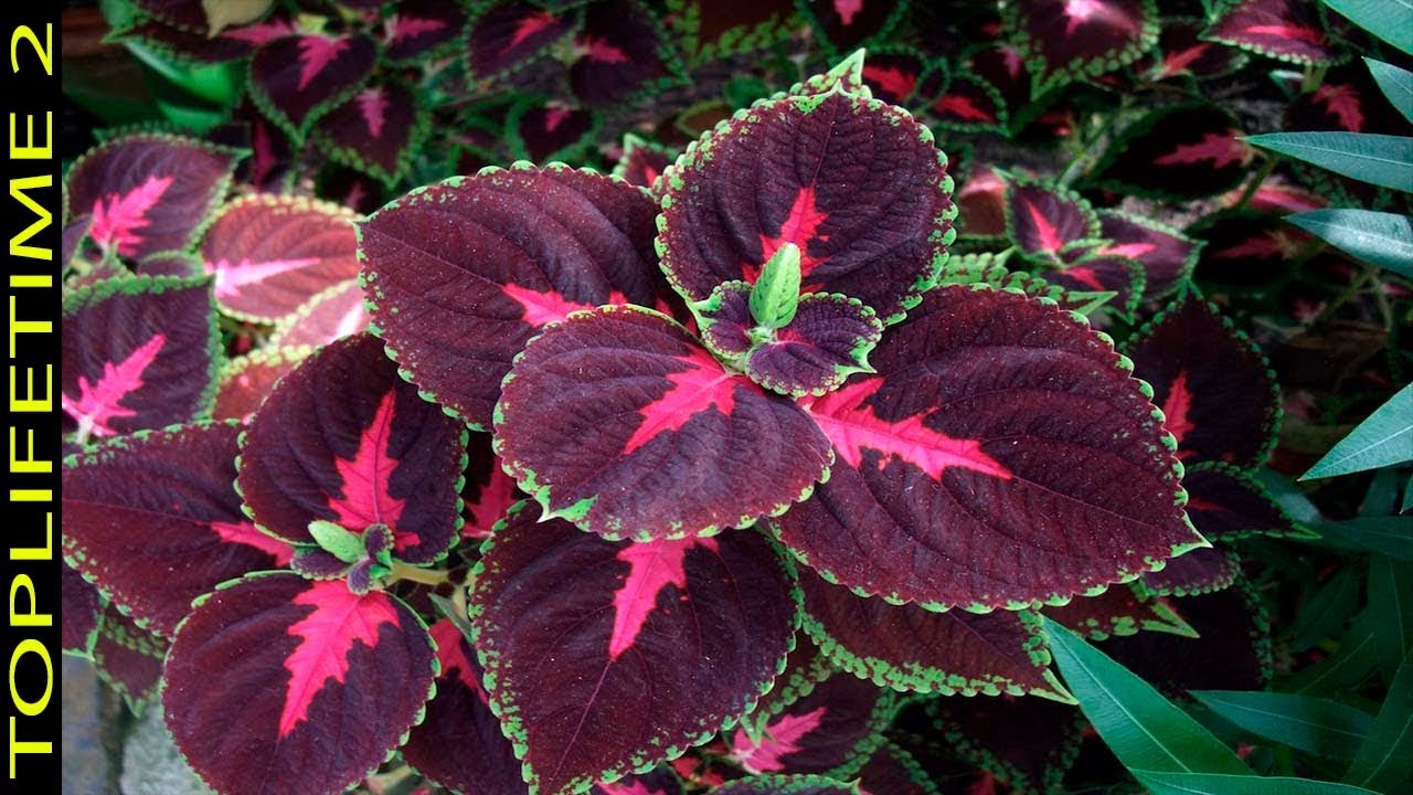 12 Plantas de Sombra Para jardines de Lujo