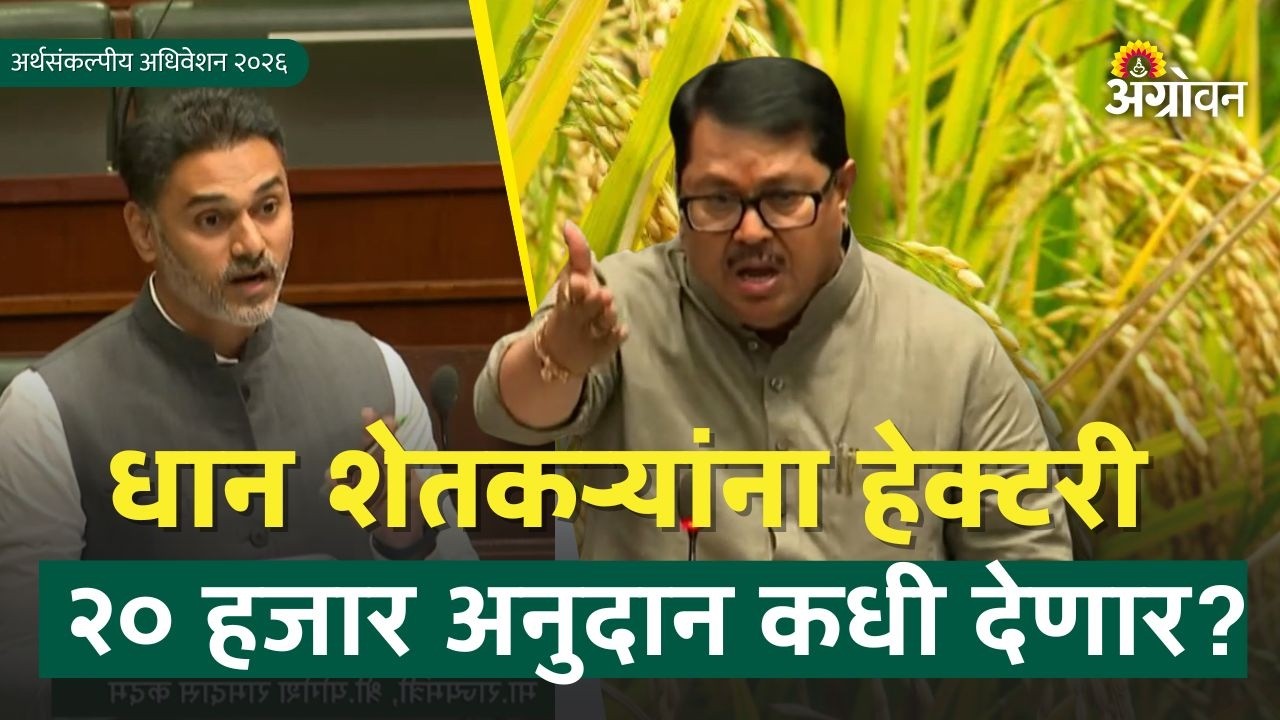 Dhan Anudan:धान शेतकऱ्यांना हेक्टरी २० हजार कधी देणार?; मुनगंटीवारांचा सवाल |Agrowon | Paddy Subsidy