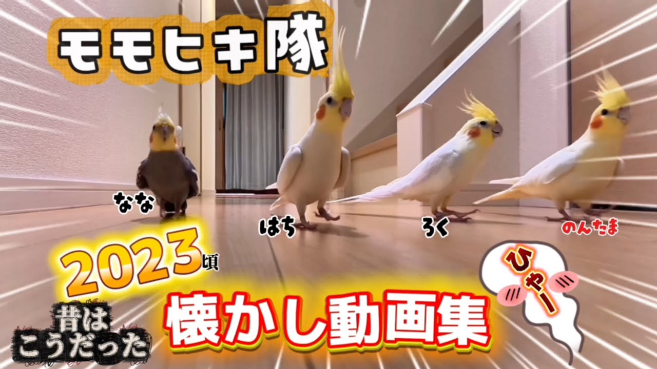 「待って…健気…」 オカメインコのモモヒキ隊 ４名 の2023年蔵出し映像‼️昔はこうだった…（2023年まとめ） #オカメインコ #cockatiel #モモヒキ隊  #parrots #鳥馬鹿メラ