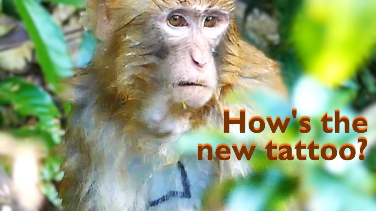 Juvenile Tattoos | Babies Still Need Mum | Cross the Nullah  | Nature's Bounty