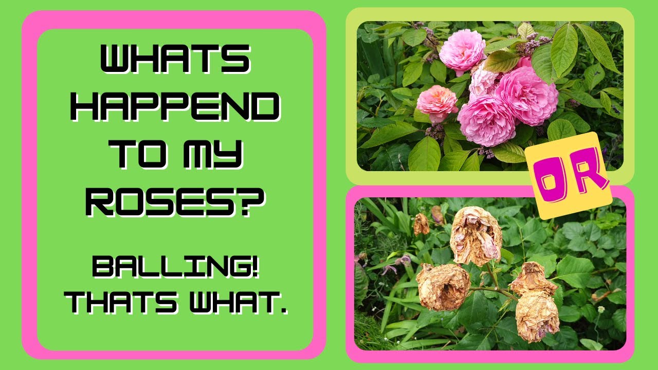 Rose Disaster - What Went Wrong?