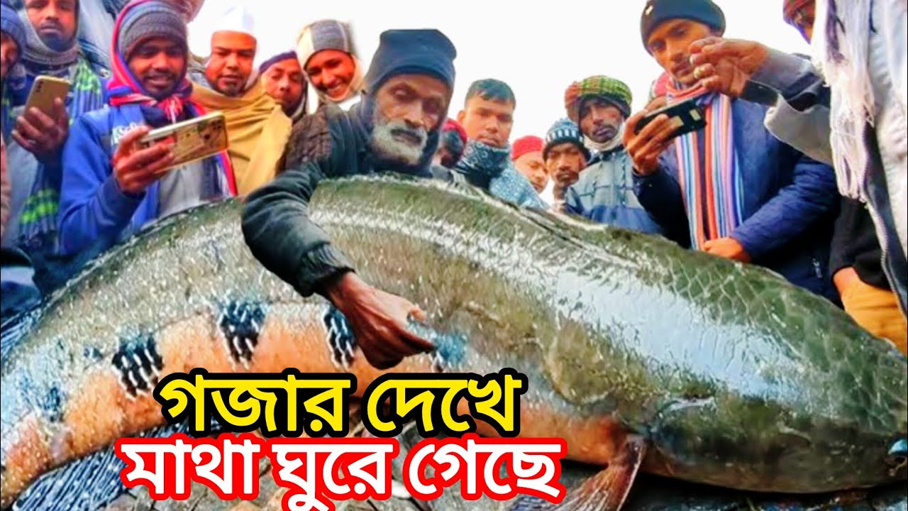 আড়িয়াল বিলের এক জোড়া দানব গজার মাছ! নিলামে আগুন দাম 😱🔥 | Giant Gojar Fish Auction
