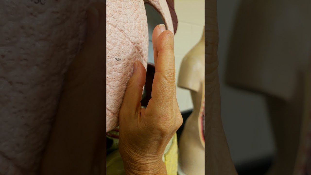 Serous Membranes in the Ventral Body Cavity