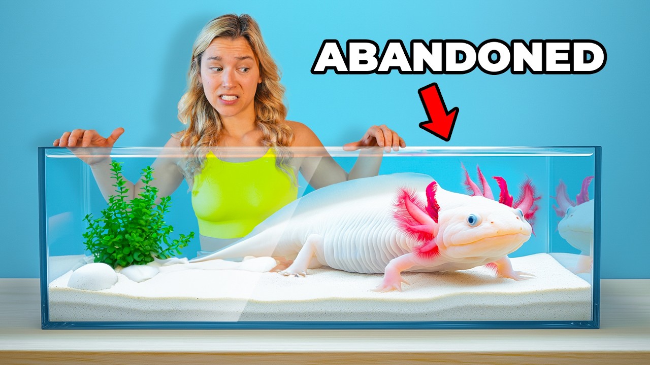 I Rescued an Abandoned Axolotl...